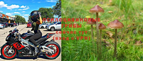PSILOCYBIN Армянск